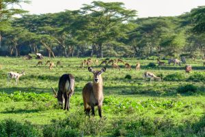 Deer on Crescent Island, just outside of Nairobi, Kenya