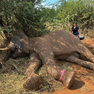 Humanitarian team removing a brutal wire snare set by poachers from an injured elephant's leg and treating the wound.