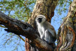 Wildlife on Crescent Island, just outside of Nairobi, Kenya