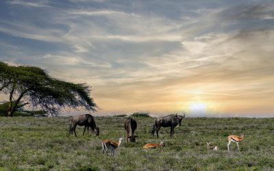 PP25 – Mellow Moments on Lake Naivasha