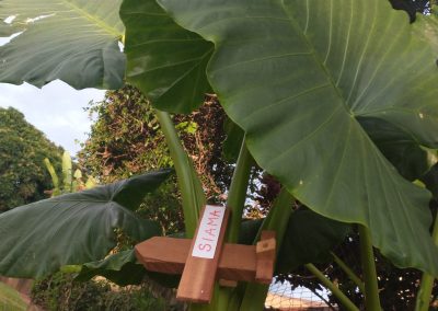 Big leaves, with a wooden airlplane landing on it