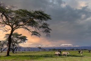 Wildlife on Crescent Island, just outside of Nairobi, Kenya