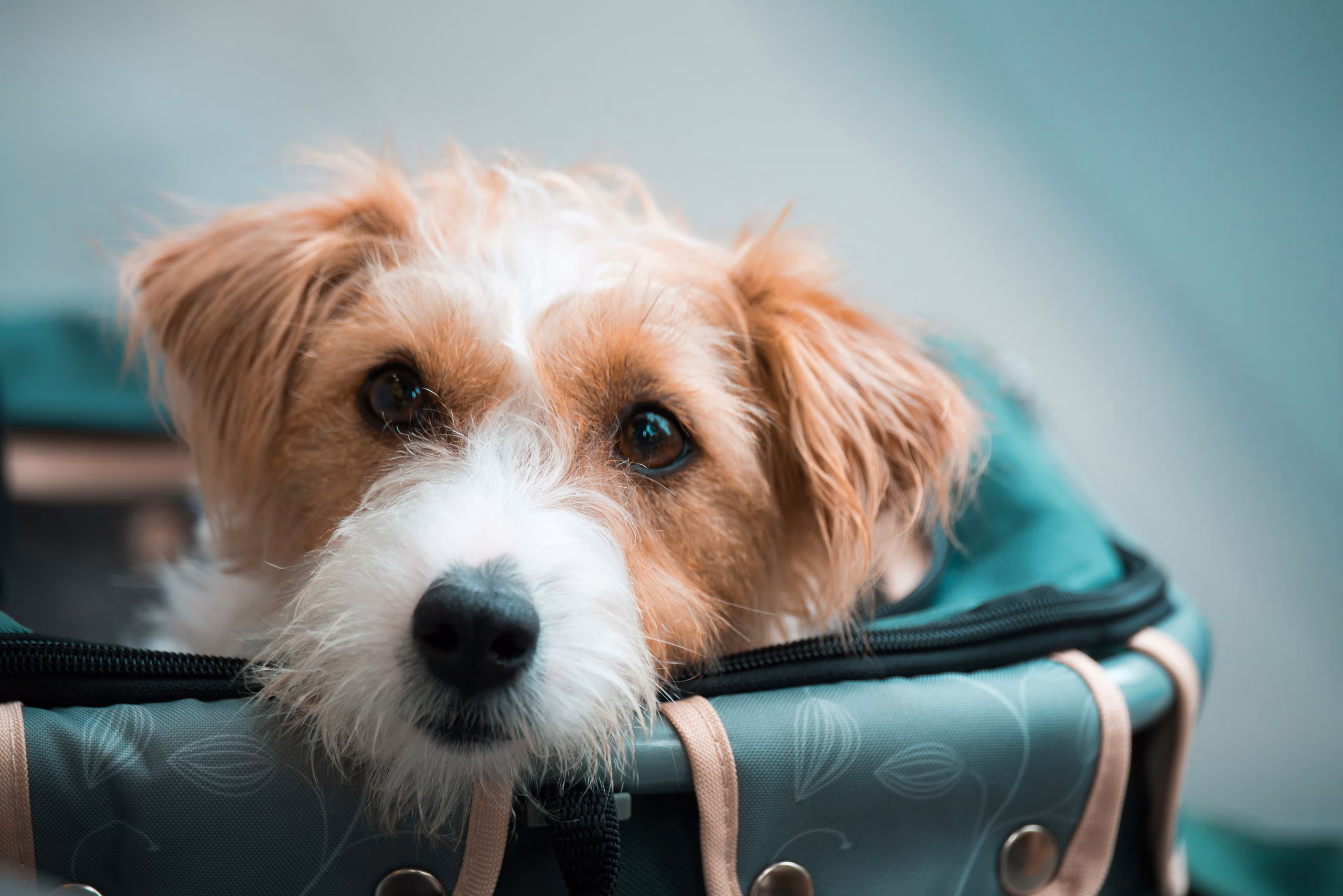 A cute dachshund puppy sitting inside a cardboard moving box, representing pet travel preparation.