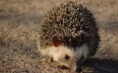 PP25 – Telling Their Story