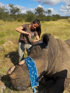 Wildlife vet injecting a pregnant rhino's ear vein after dehorning for anti-poaching conservation in South Africa.